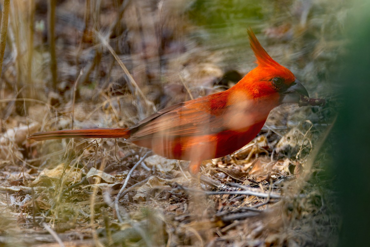 Cardinal vermillon - ML622310212