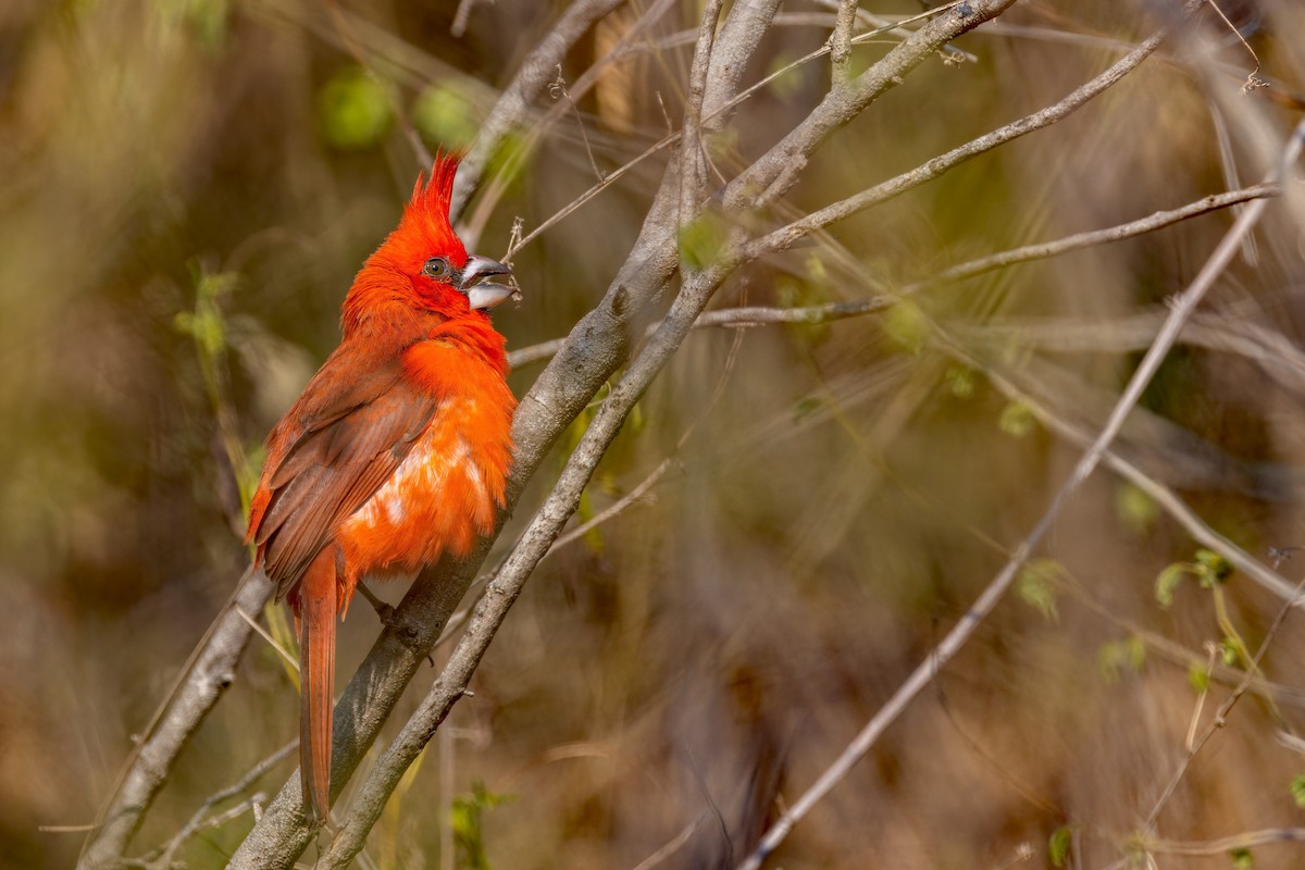 Vermilion Cardinal - ML622310267