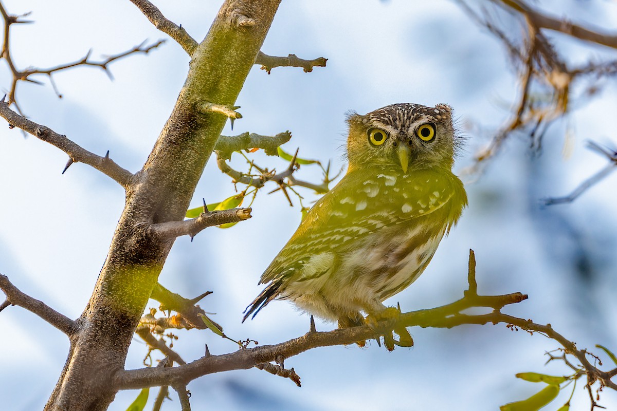 Ferruginous Pygmy-Owl - ML622310304