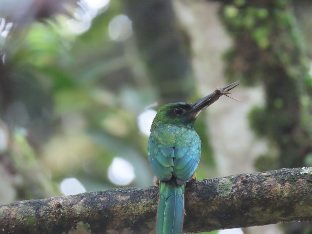 Bluish-fronted Jacamar - ML622310339