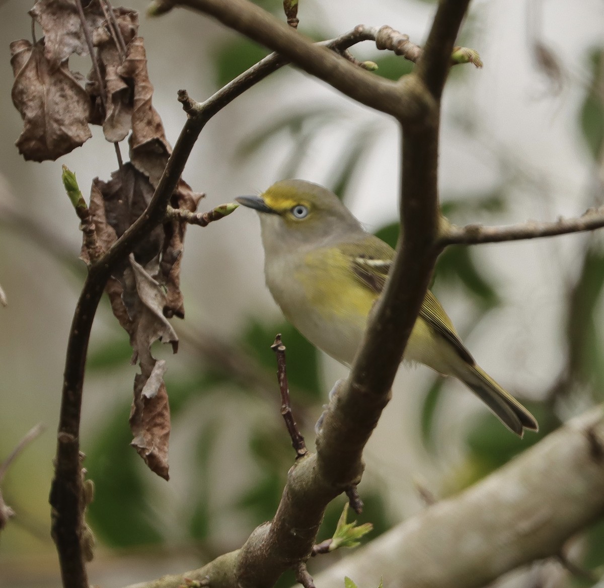 White-eyed Vireo - ML622310358