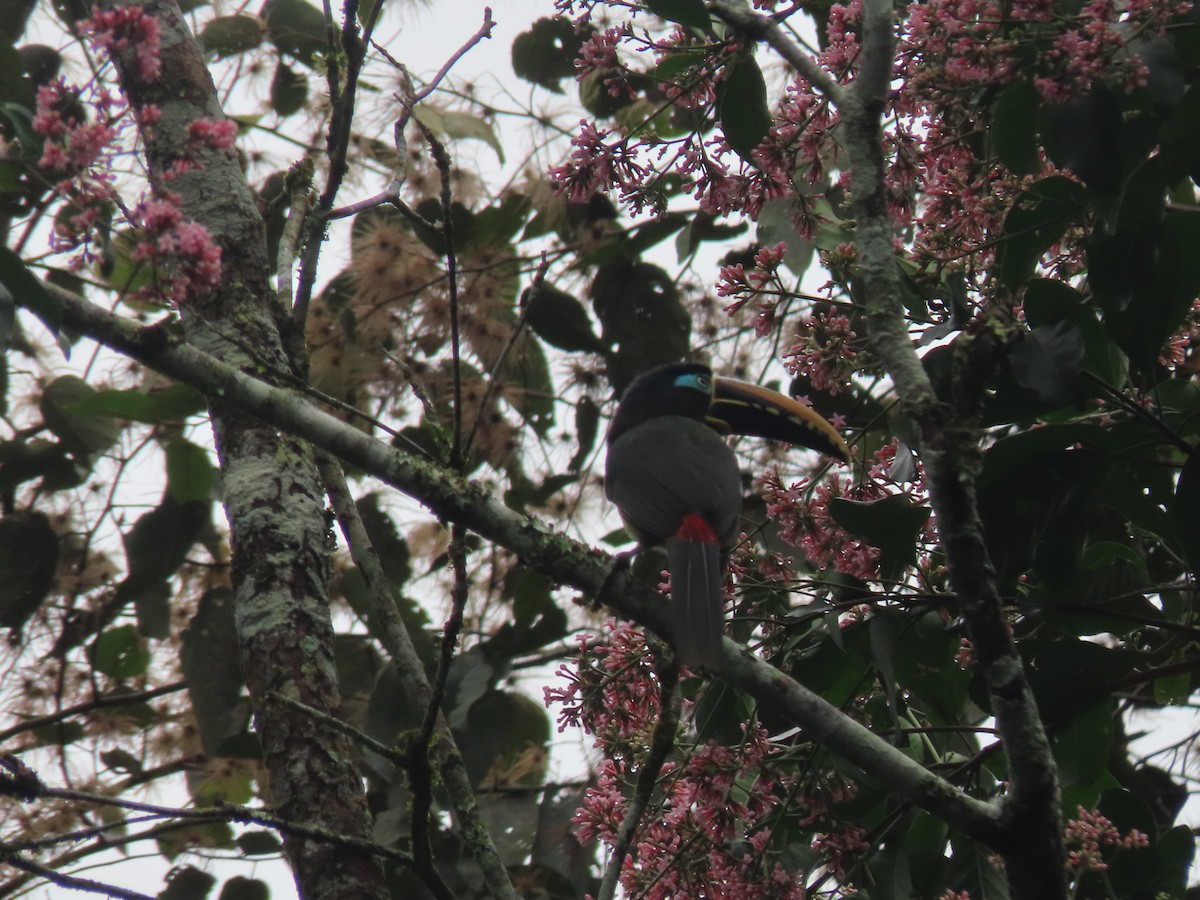 Chestnut-eared Aracari - ML622310366