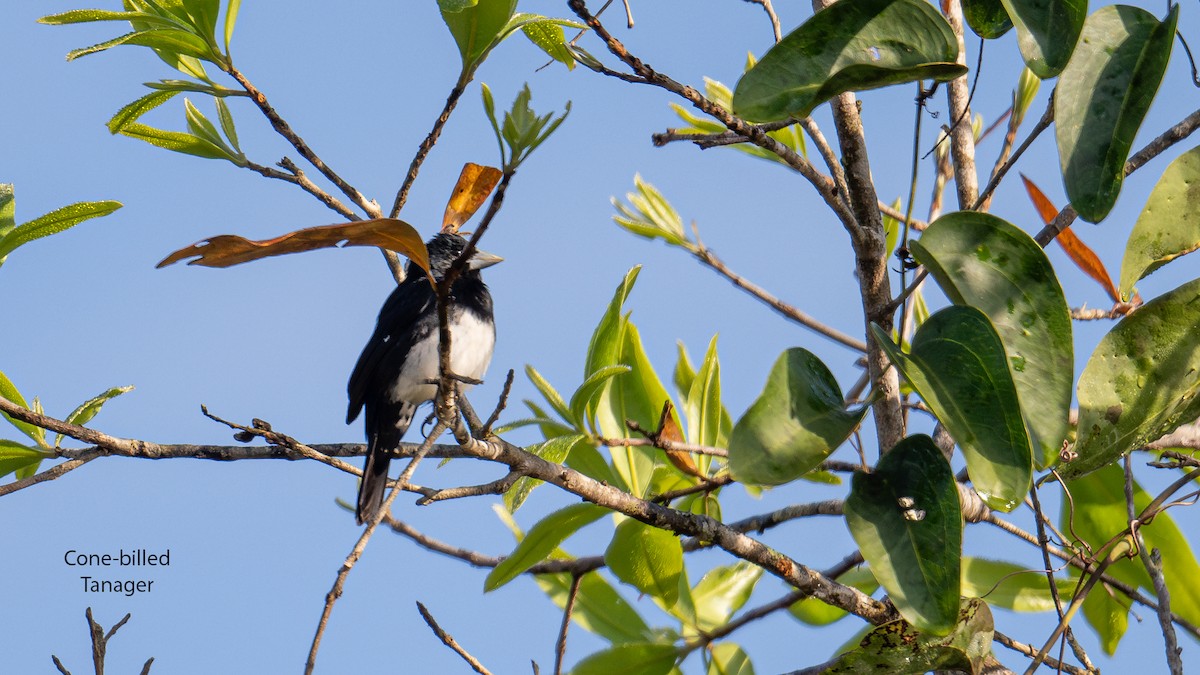 Cone-billed Tanager - ML622310368