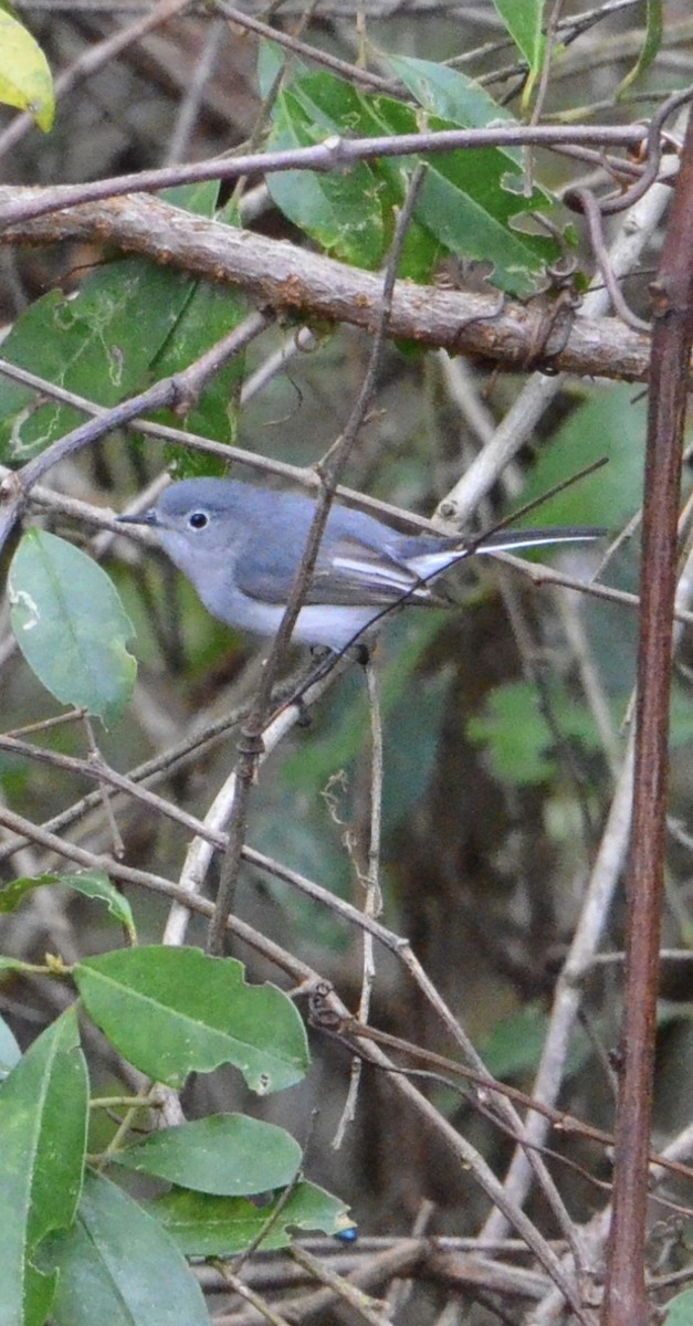 Blue-gray Gnatcatcher - ML622310369