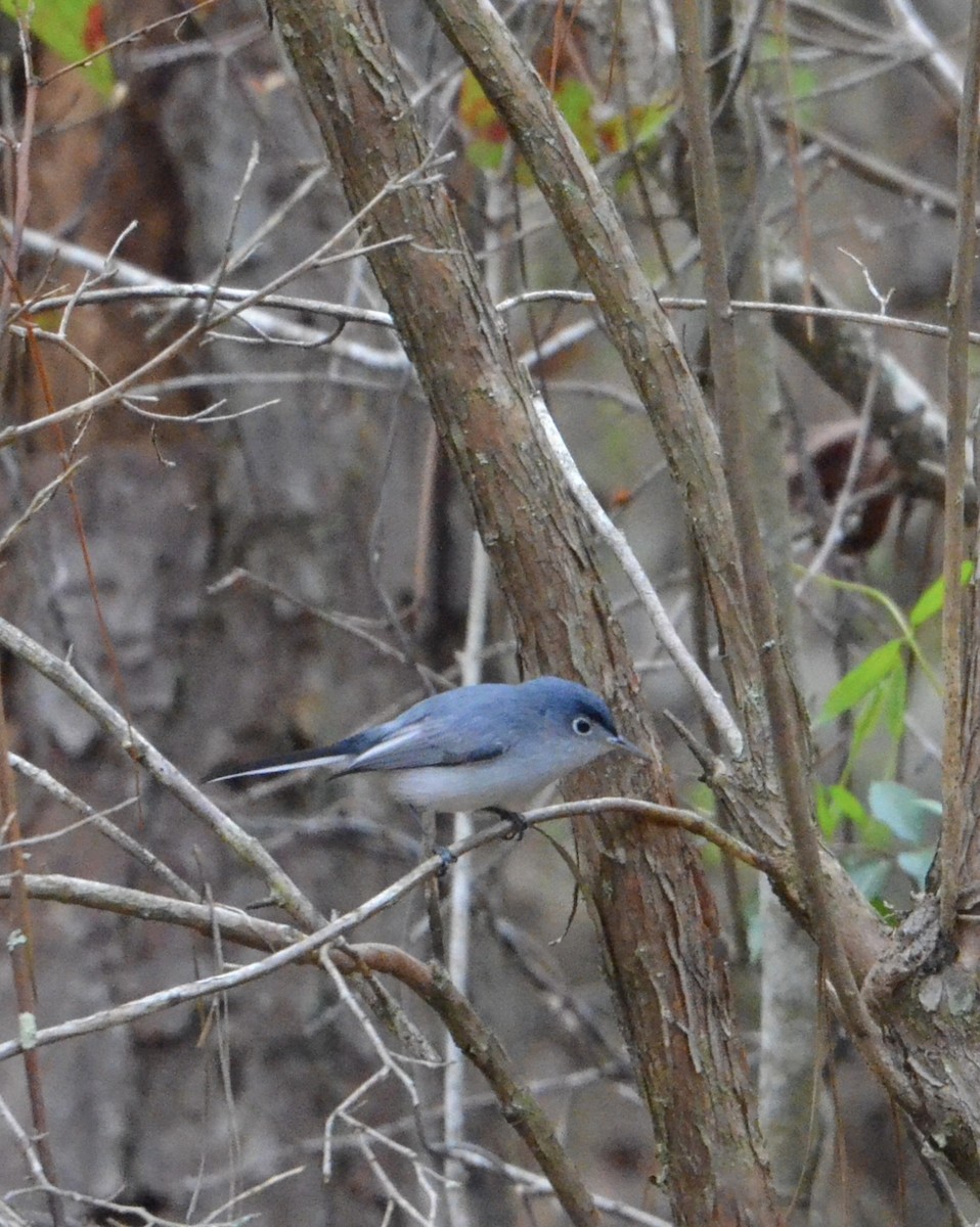 Blue-gray Gnatcatcher - ML622310370