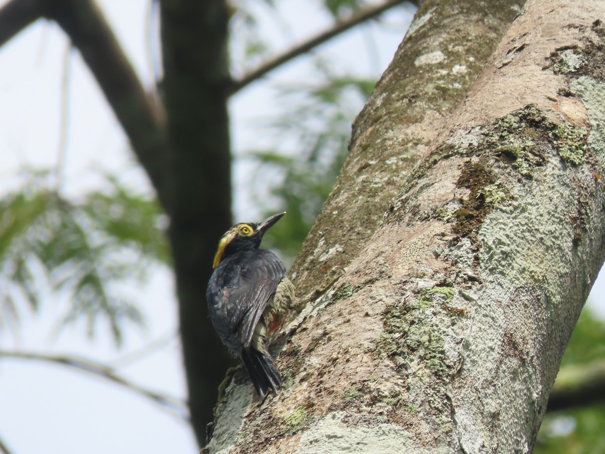Yellow-tufted Woodpecker - ML622310391