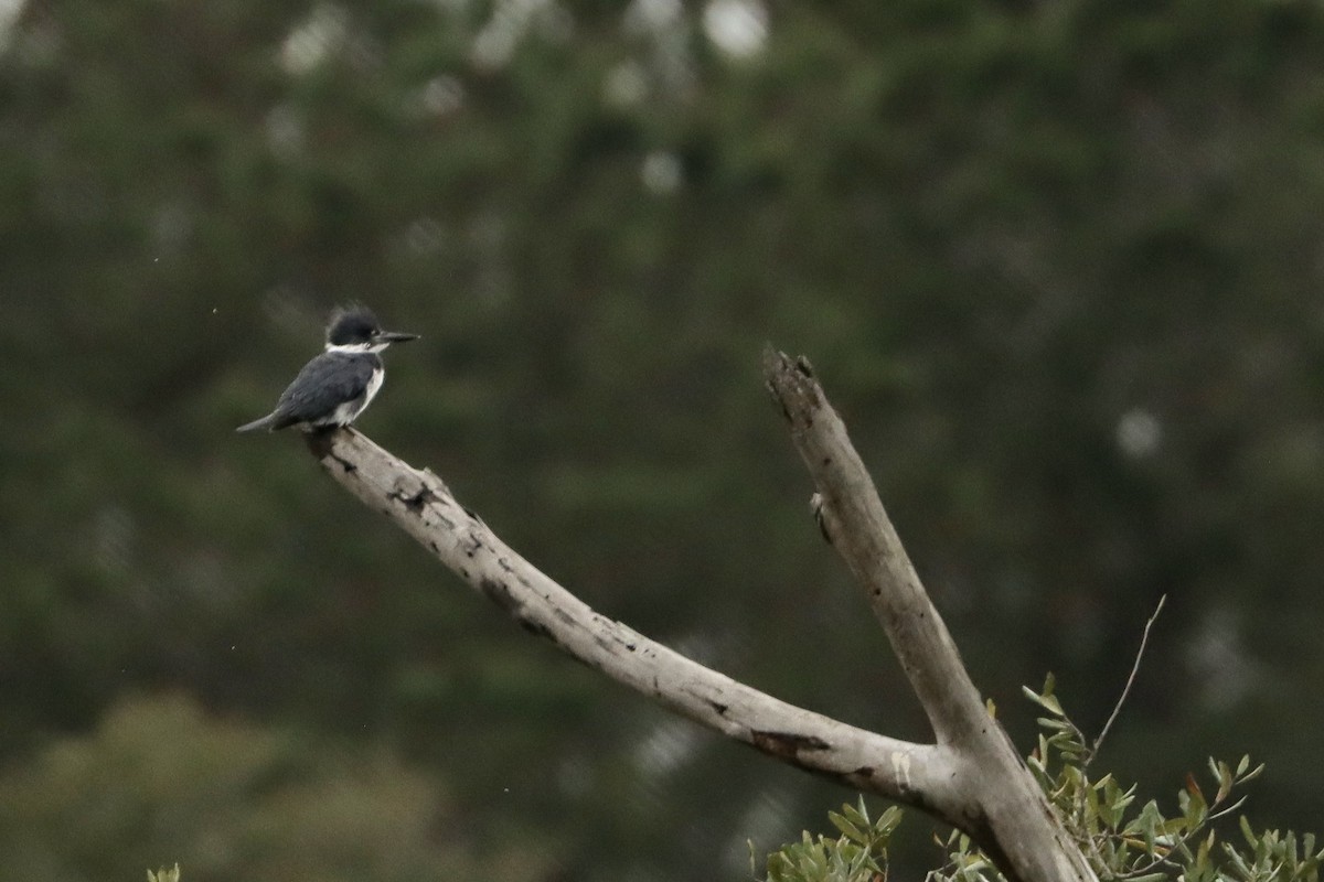 Belted Kingfisher - ML622310410