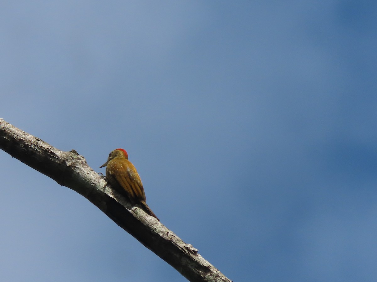 Little Woodpecker - ML622310419