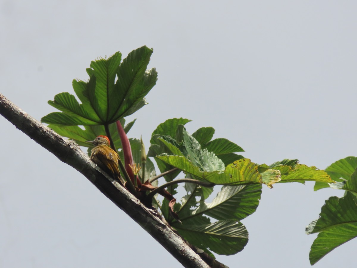 Little Woodpecker - ML622310420