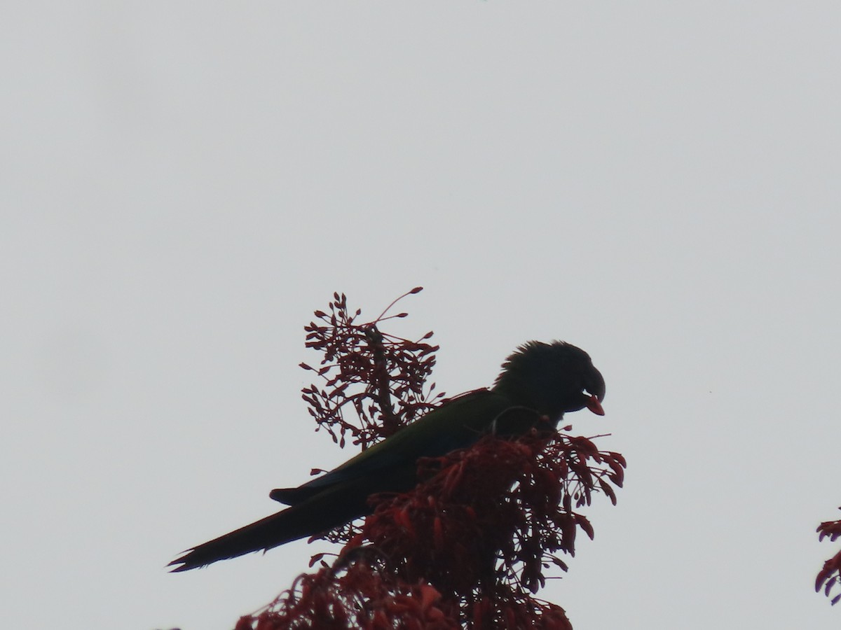 Blue-headed Macaw - ML622310459