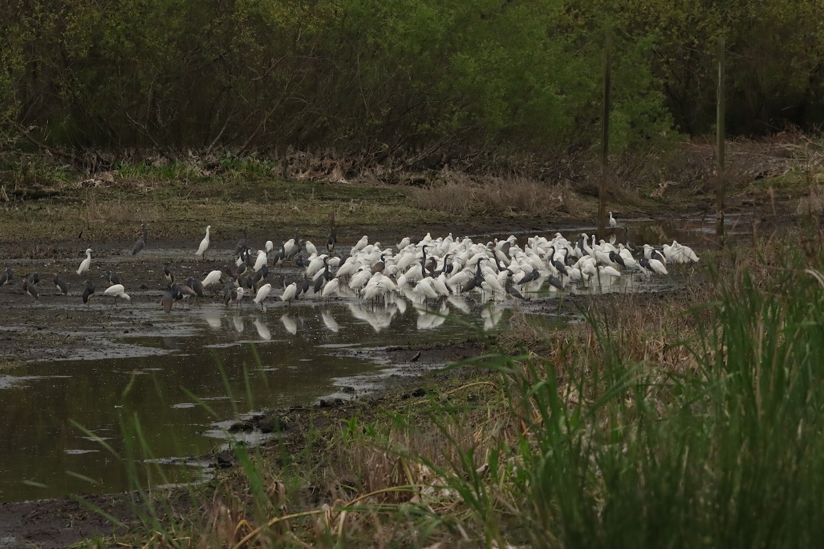 Snowy Egret - ML622310471
