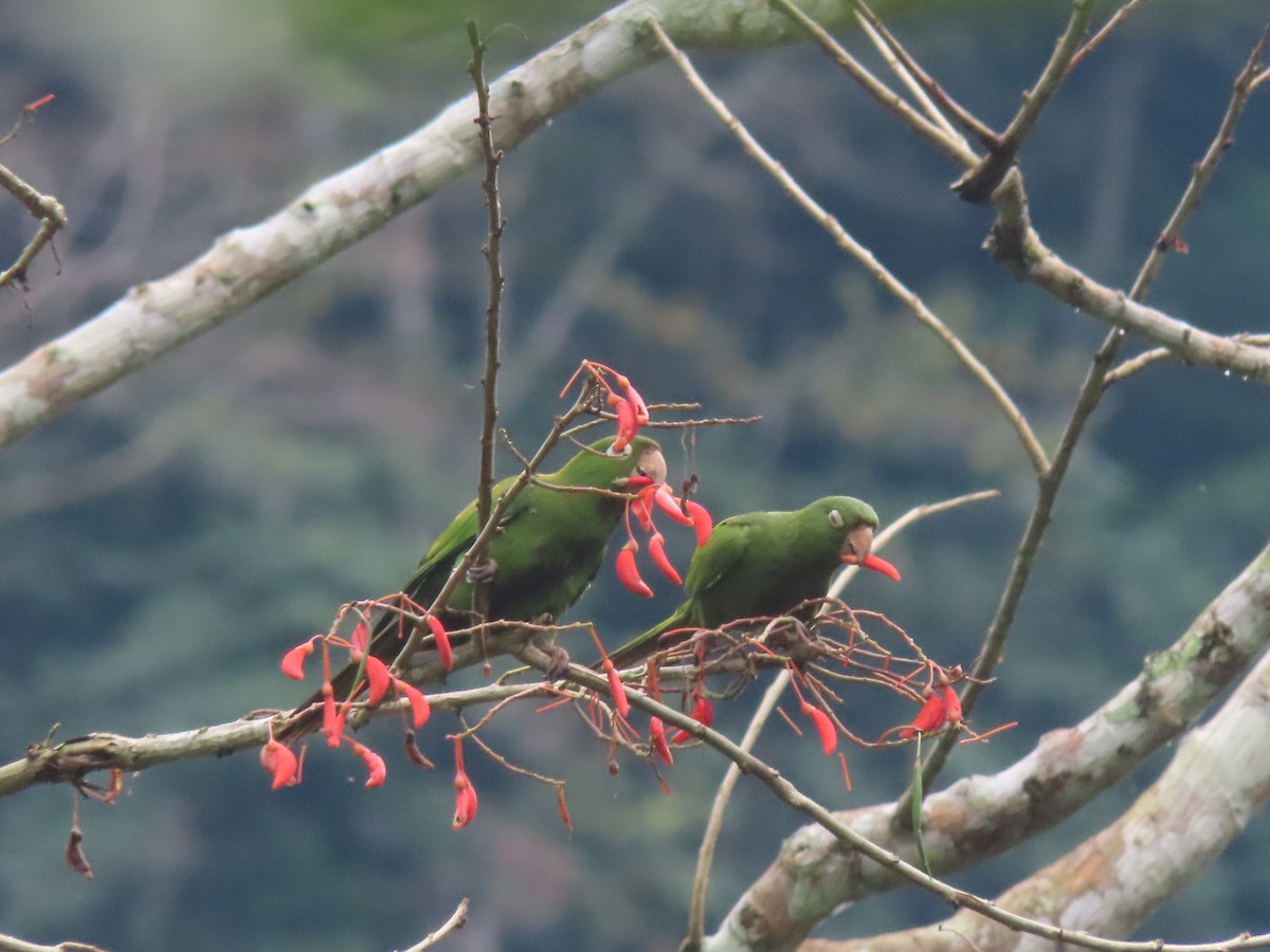 White-eyed Parakeet - ML622310485