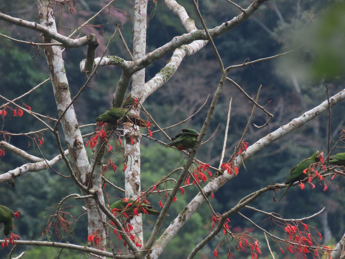 White-eyed Parakeet - ML622310486
