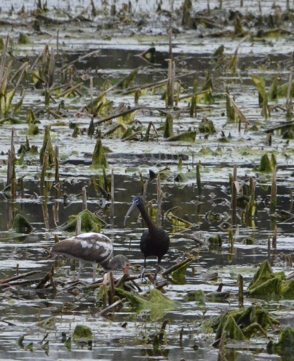 Glossy Ibis - ML622310501