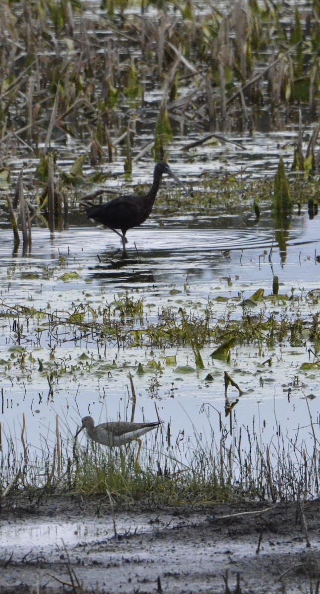 Glossy Ibis - ML622310502