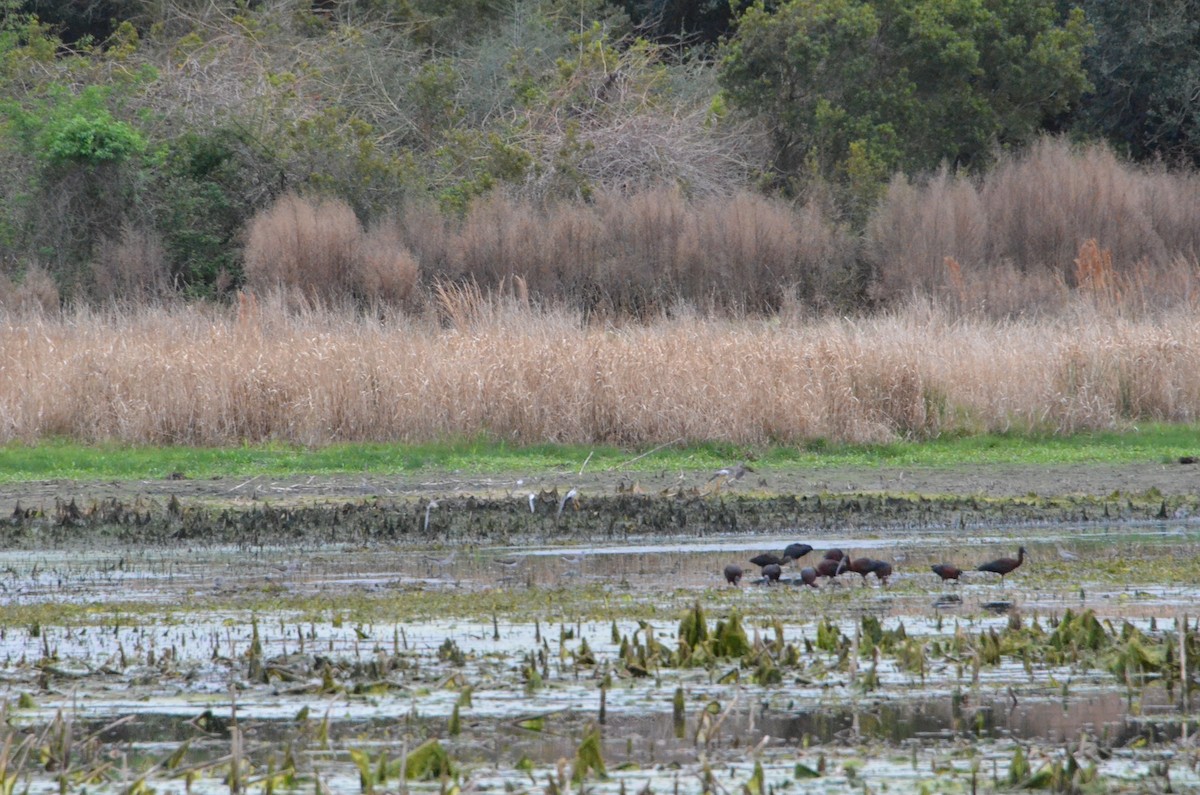Glossy Ibis - ML622310503