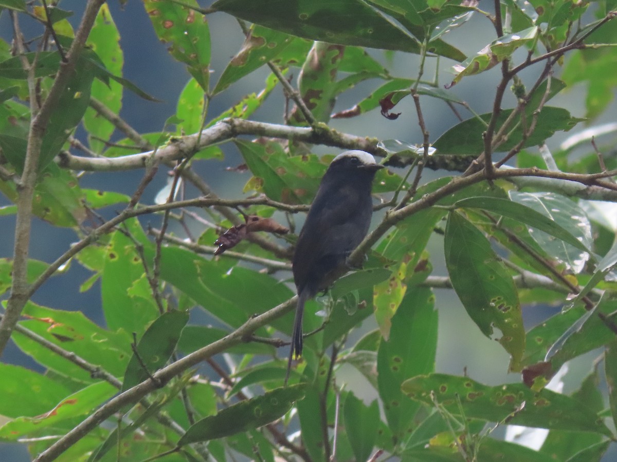 Long-tailed Tyrant - ML622310510