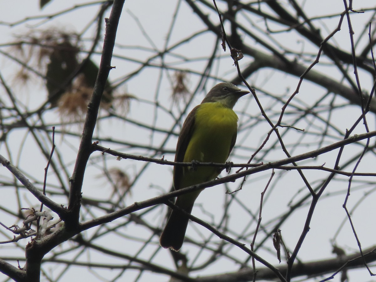 Gray-capped Flycatcher - ML622310516
