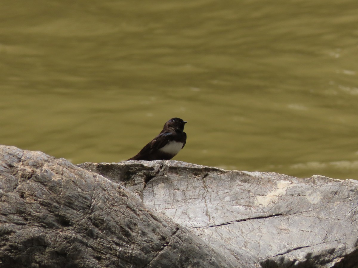 White-banded Swallow - ML622310521
