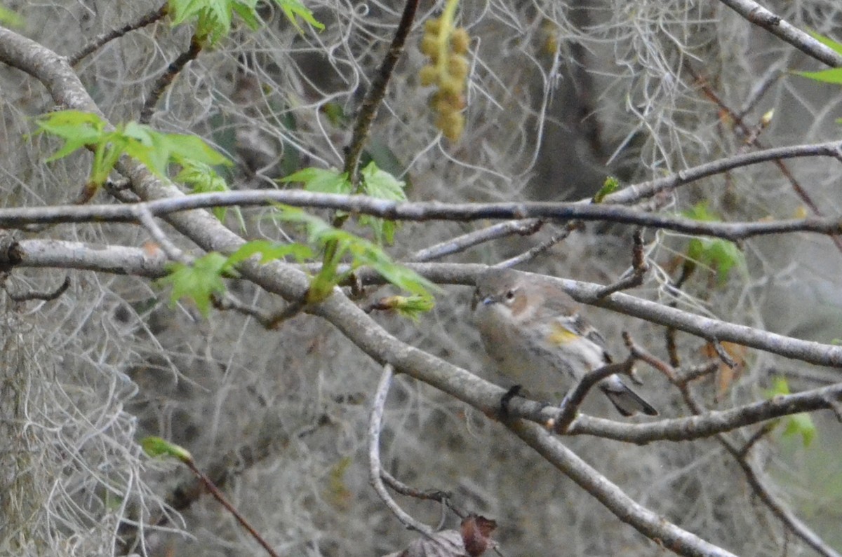 Yellow-rumped Warbler - ML622310530
