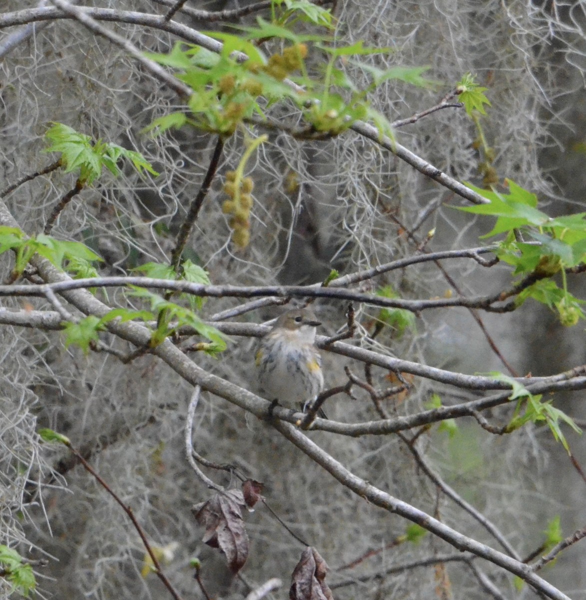 Yellow-rumped Warbler - ML622310531