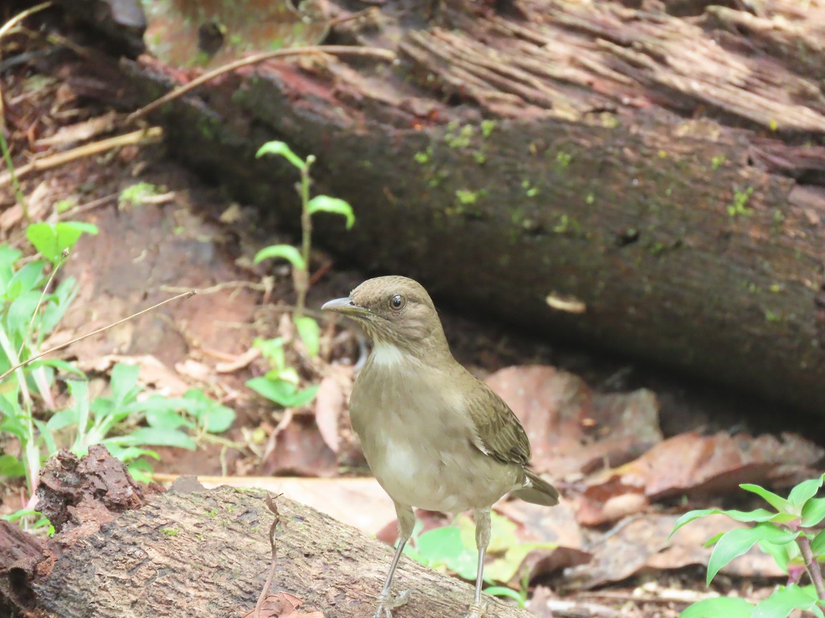 Black-billed Thrush - ML622310556