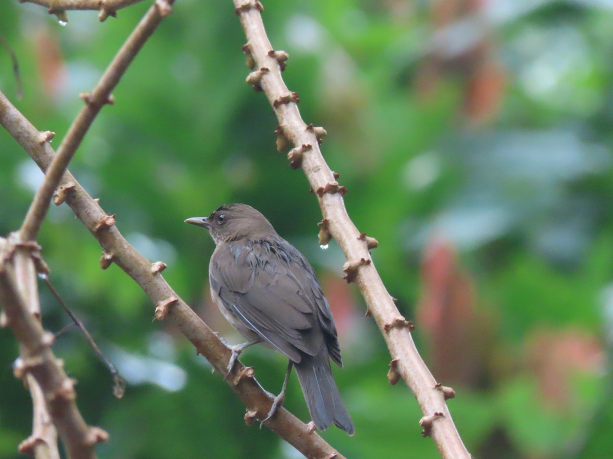 Black-billed Thrush - ML622310557