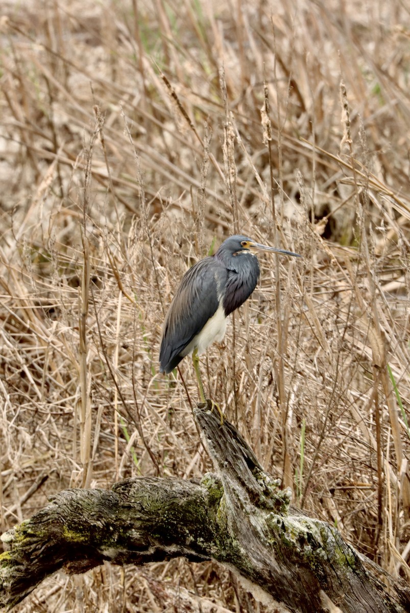 Tricolored Heron - ML622310592