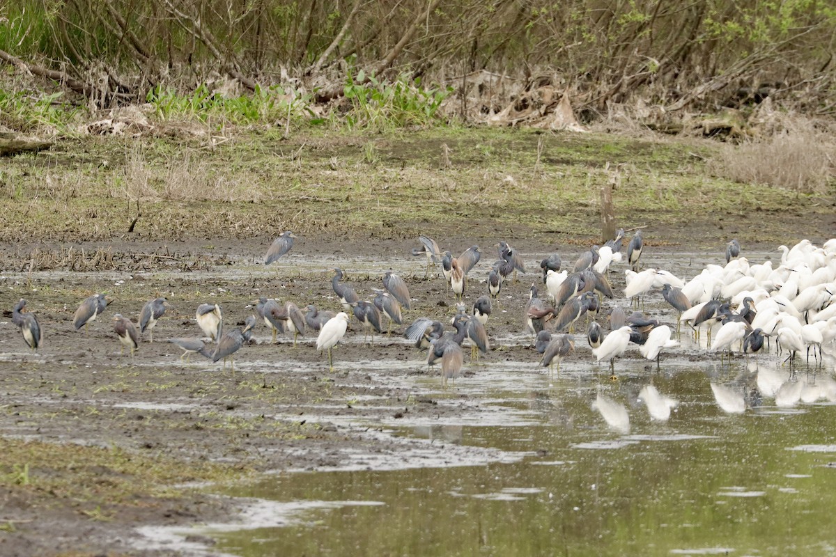 Tricolored Heron - ML622310593