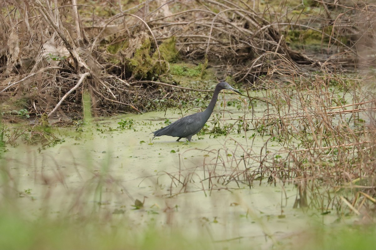 Little Blue Heron - ML622310624