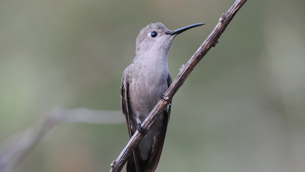 Colibrí de Tumbes - ML622310658