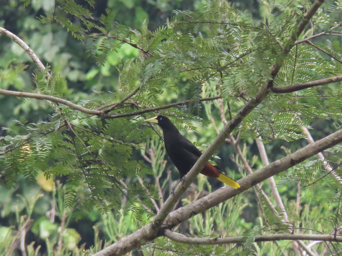 Crested Oropendola - ML622310669