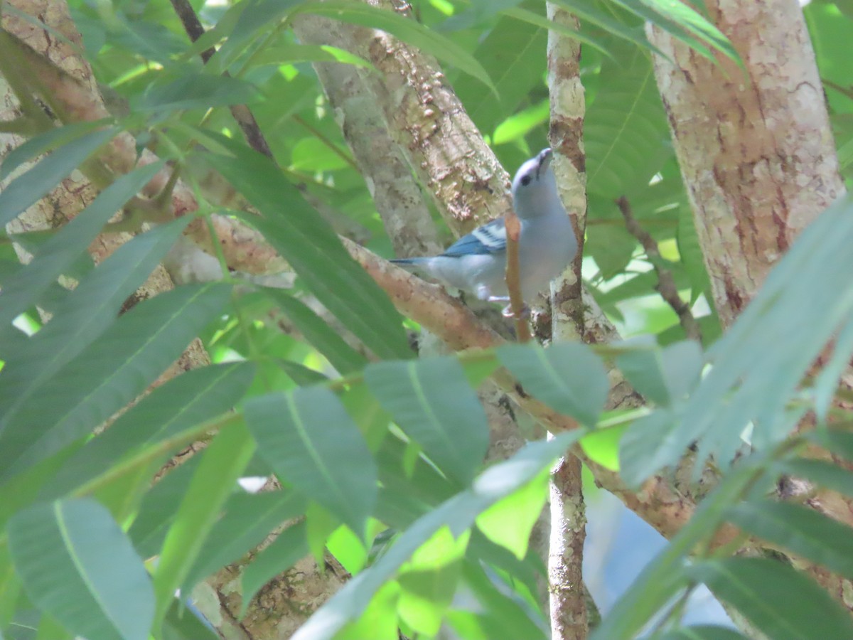 Blue-gray Tanager - ML622310692