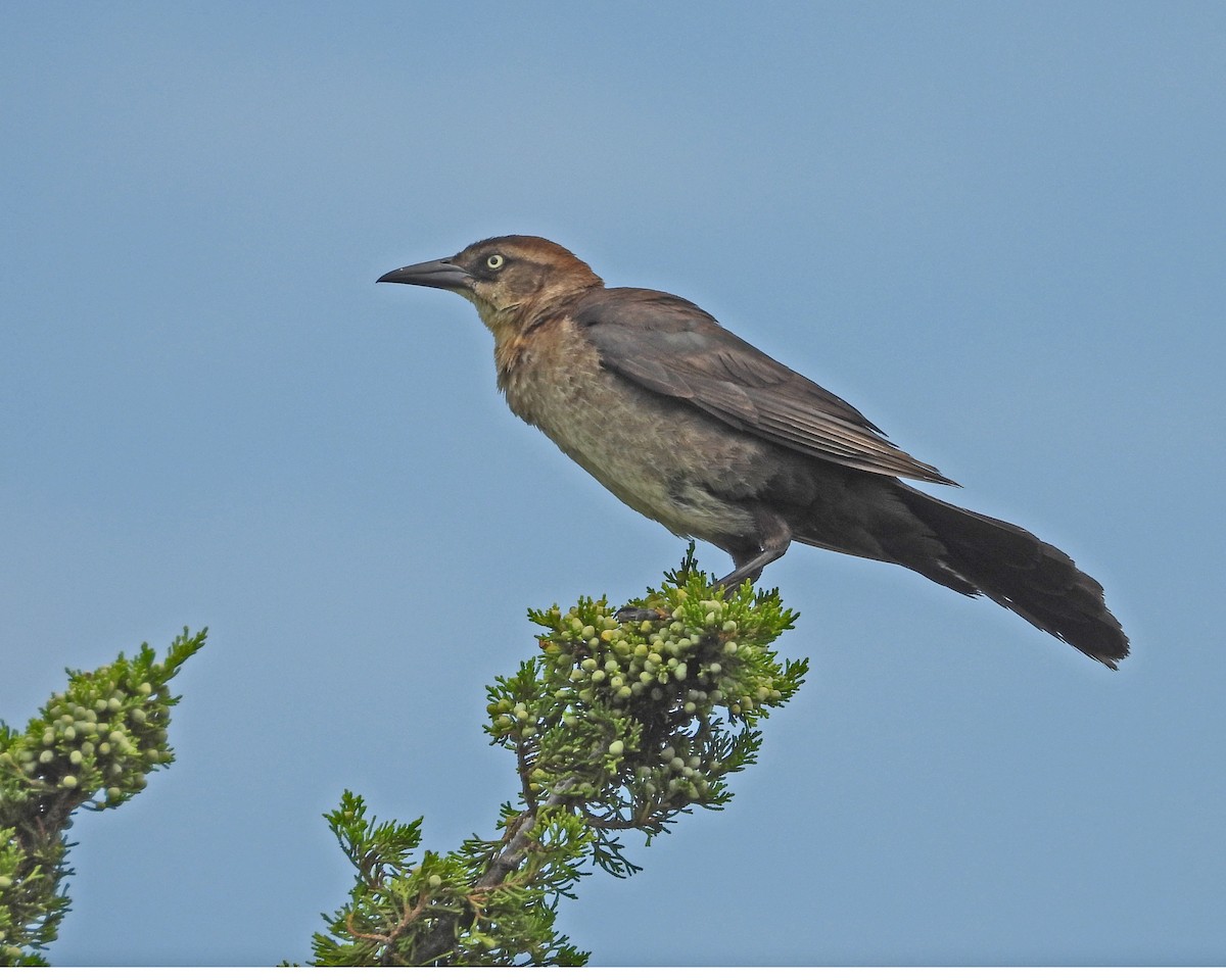 Boat-tailed Grackle - ML622310703