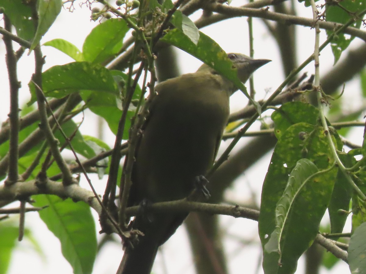 Palm Tanager - ML622310715