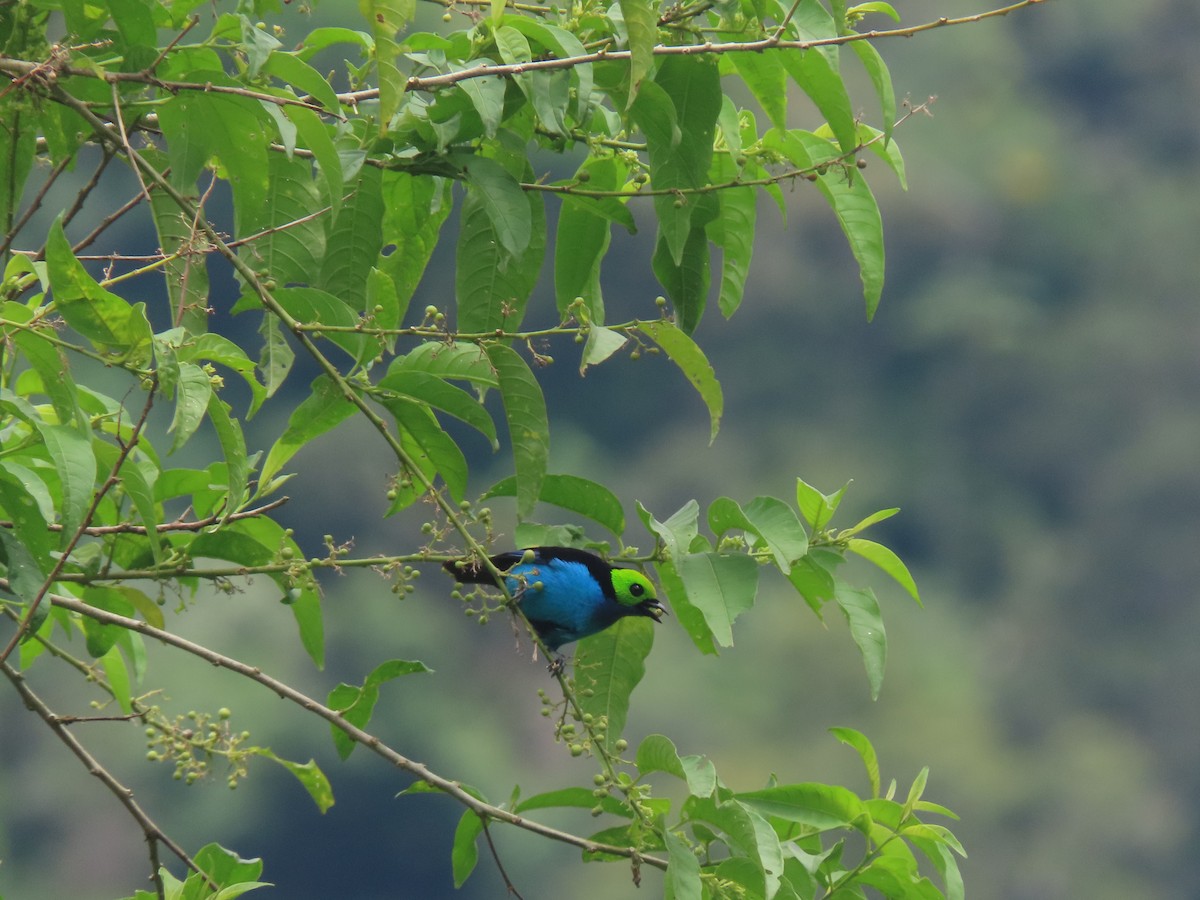 Paradise Tanager - ML622310720
