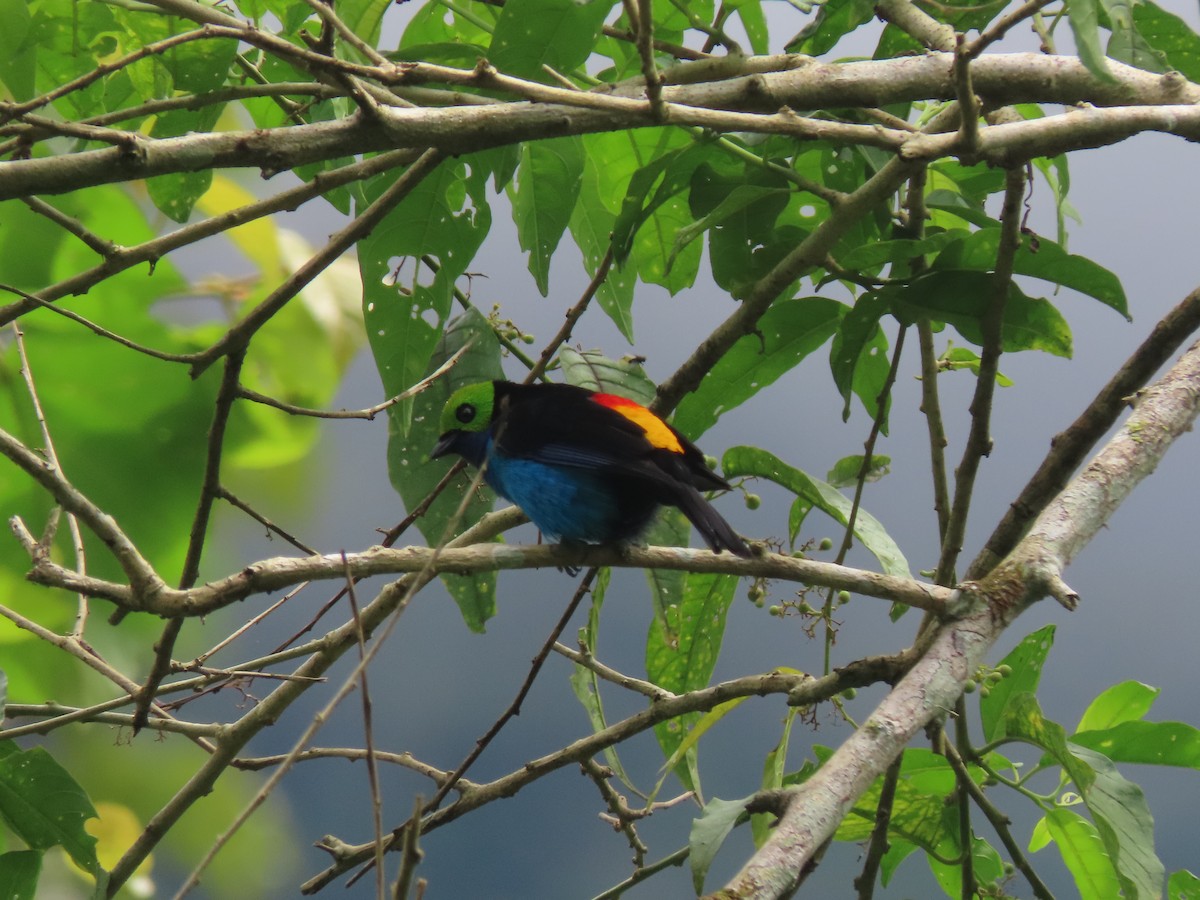 Paradise Tanager - ML622310721