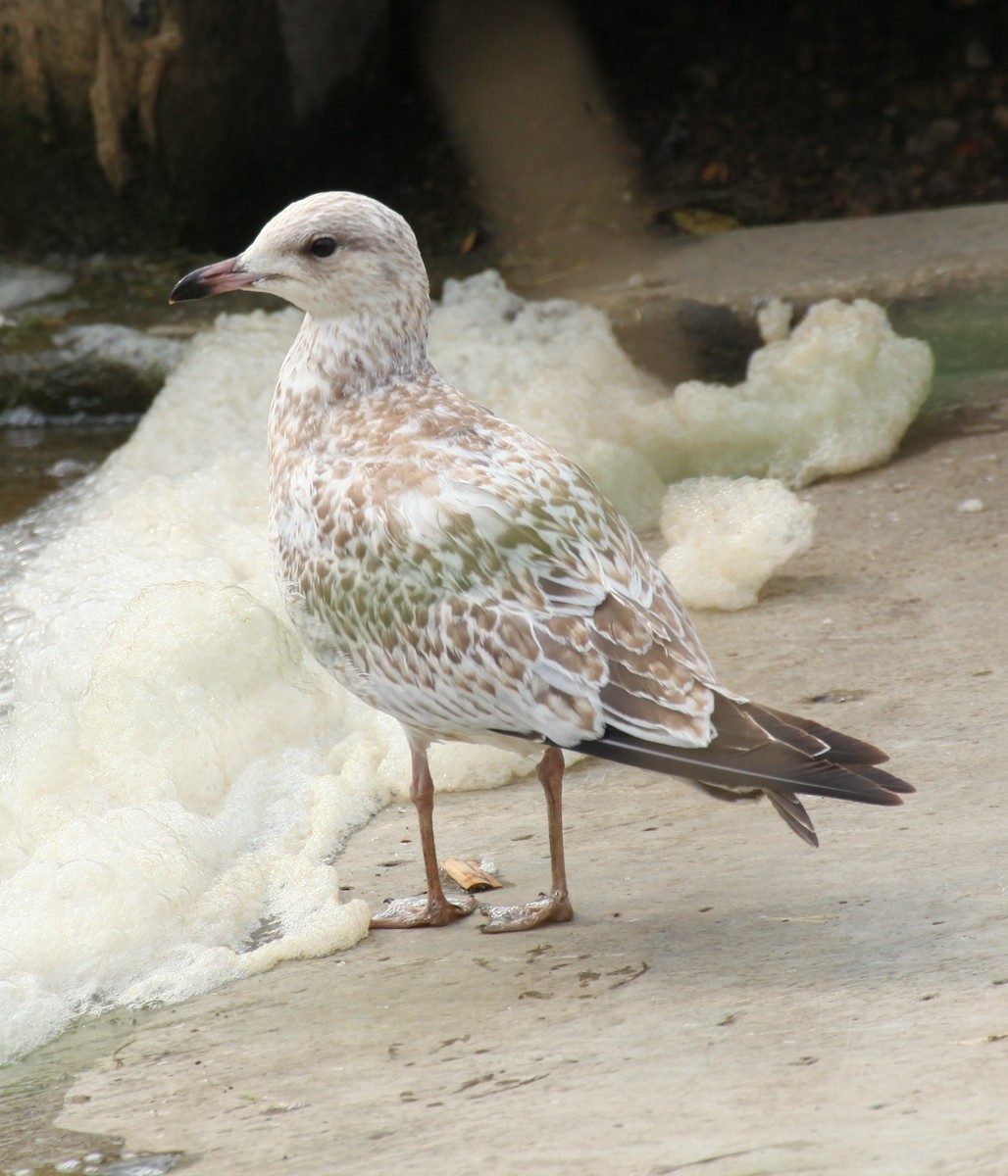 Ring-billed Gull - ML622310728