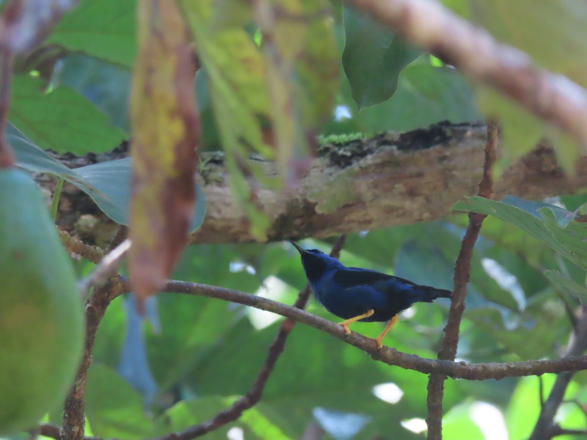 Purple Honeycreeper - ML622310765