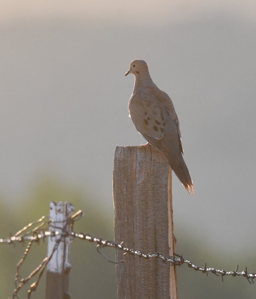 Mourning Dove - ML622310833