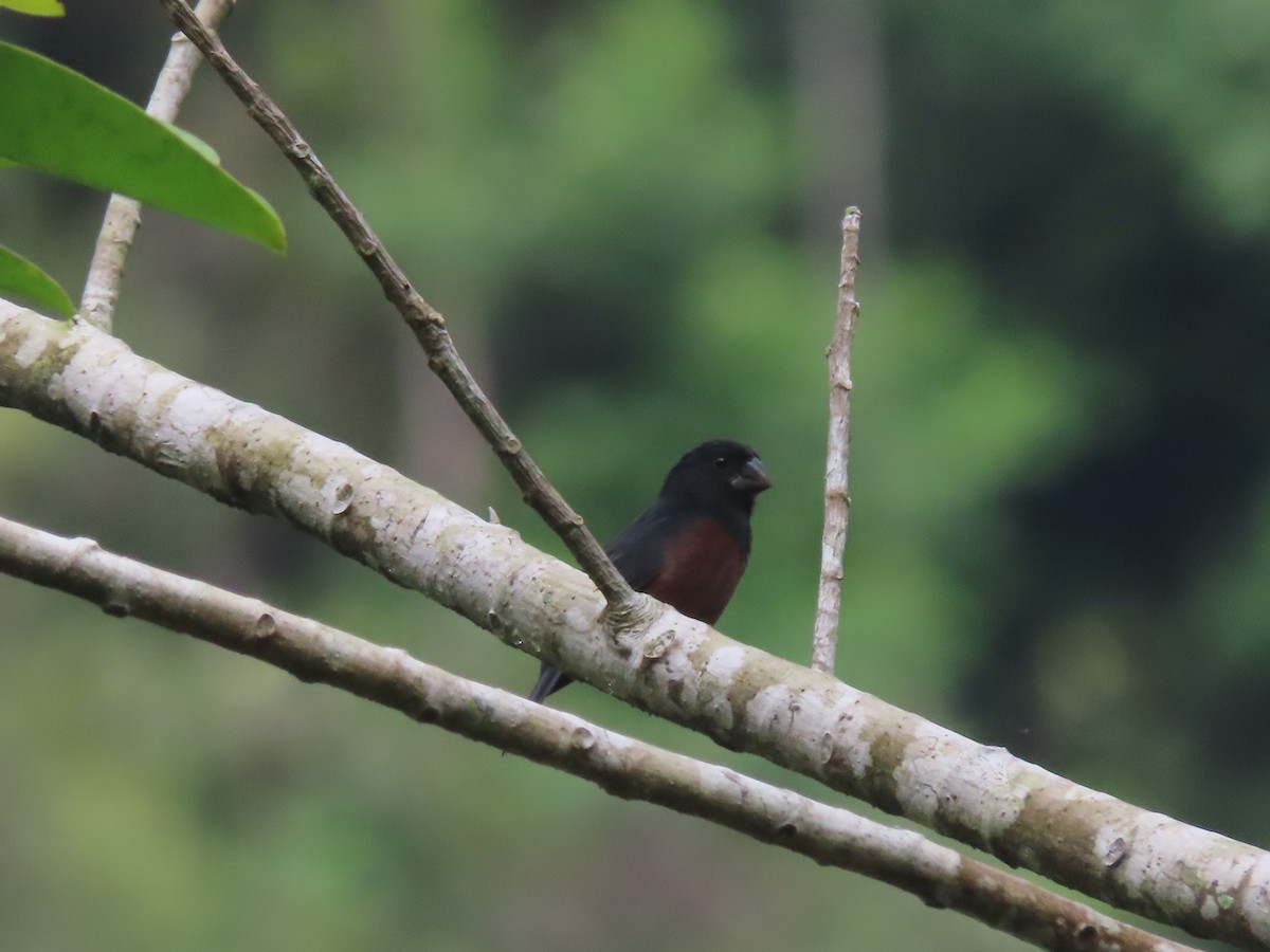 Chestnut-bellied Seed-Finch - ML622310849