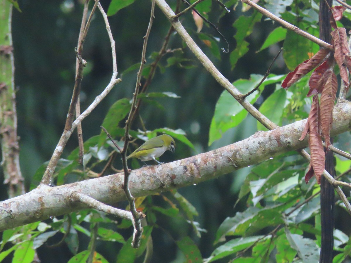 Golden-bellied Euphonia - ML622310890