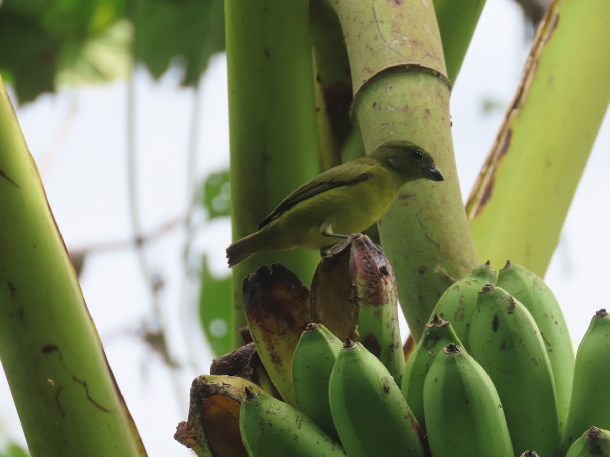 Thick-billed Euphonia - ML622310898