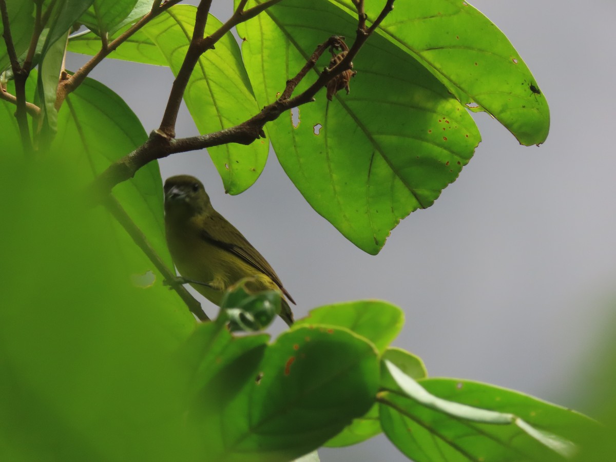 Thick-billed Euphonia - ML622310899
