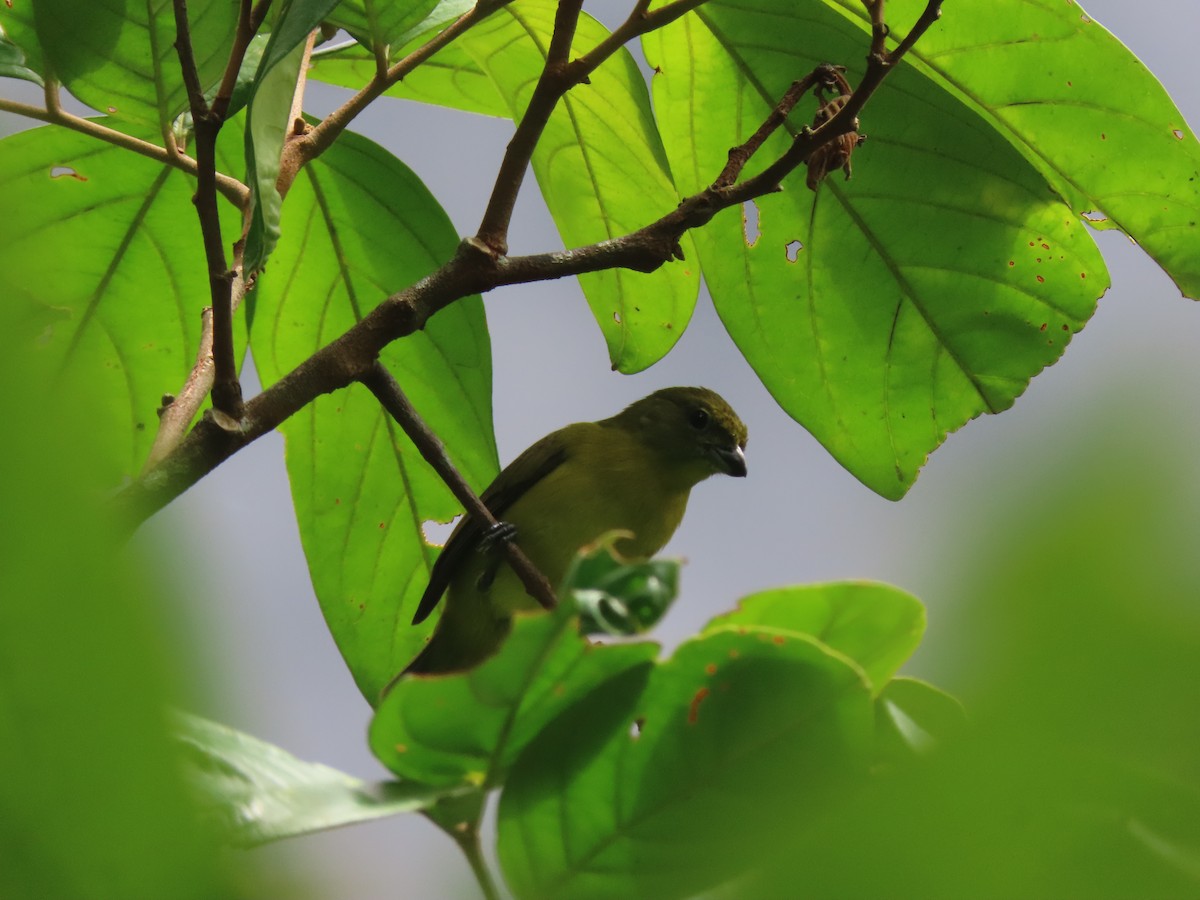 Thick-billed Euphonia - ML622310900