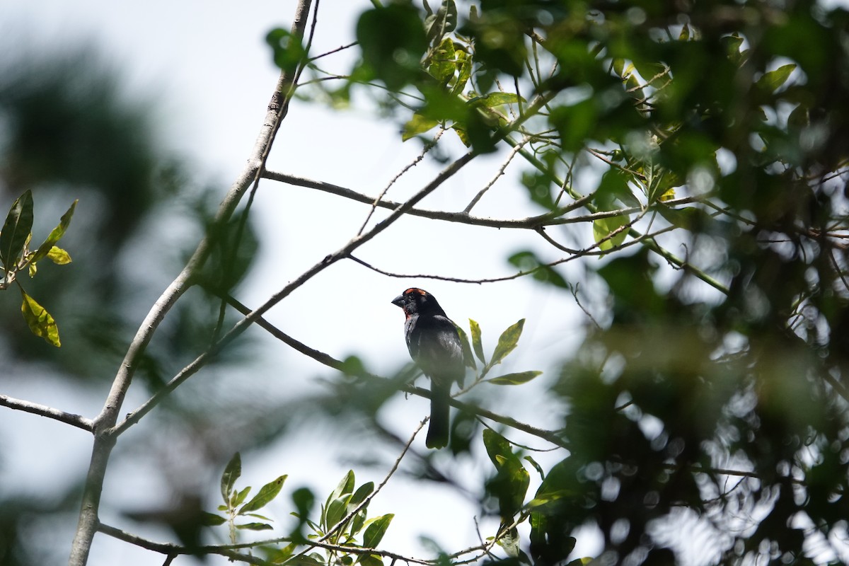 Greater Antillean Bullfinch - Mary Corporan Dunn