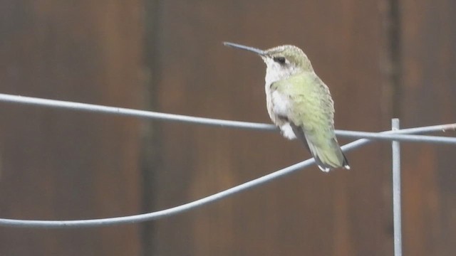 Black-chinned Hummingbird - ML622310919