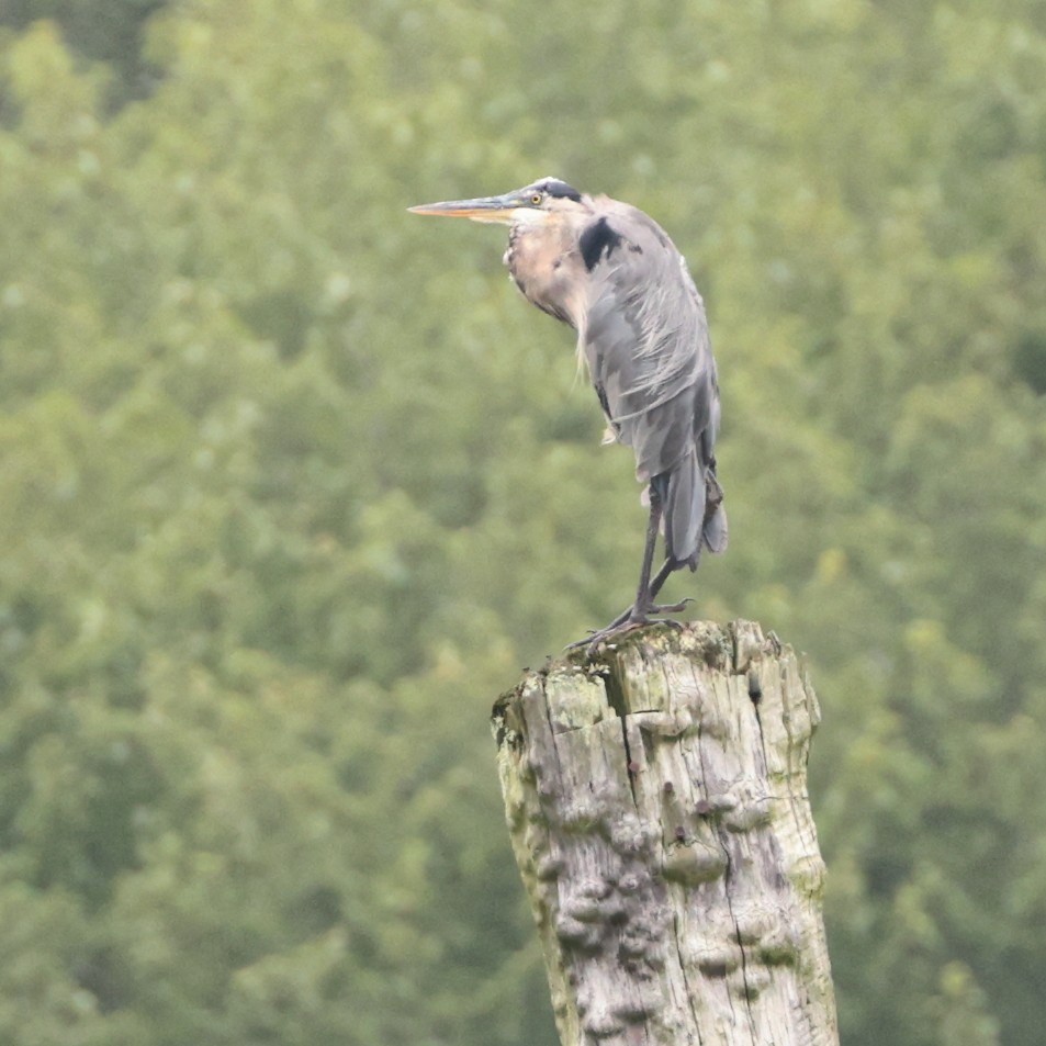 Great Blue Heron - ML622311022