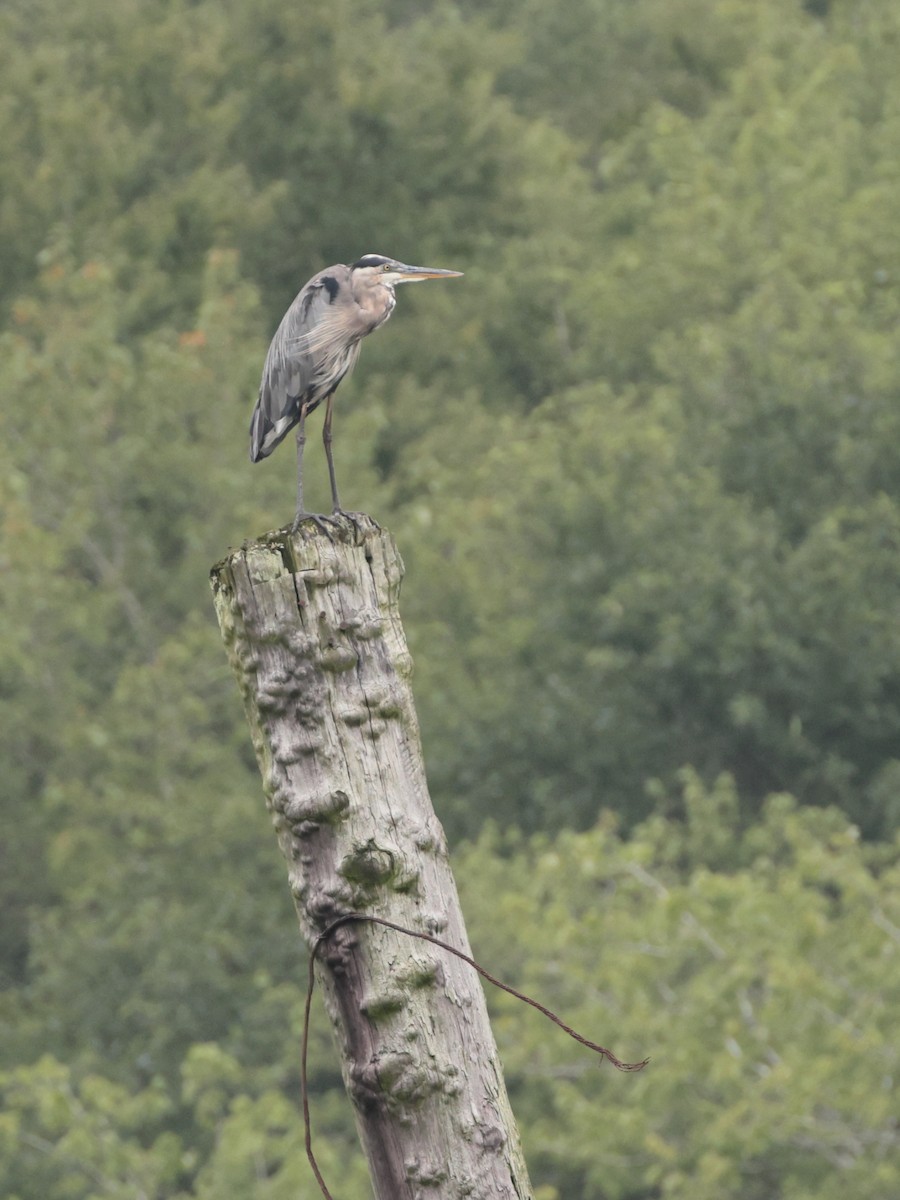 Great Blue Heron - ML622311023