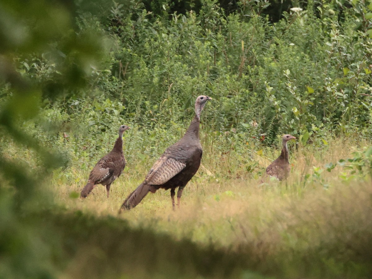 Wild Turkey - ML622311029